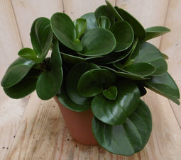 2 stuks! Peperomia obtusifolia groen