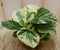 2 stuks! Peperomia obtusifolia variegatum