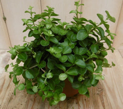 2 stuks! Peperomia rotundifolia