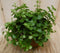 2 stuks! Peperomia rotundifolia