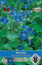 2 stuks Phacelia campanularia Blue WonderVan Hemert & Co
