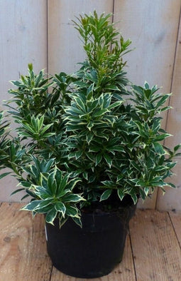 2 stuks! Pieris witbont Groen 30 cm
