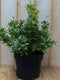 2 stuks! Pieris witbont Groen 30 cm