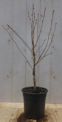 2 stuks! Prunus Okame struik 50 cm