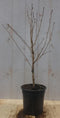 2 stuks! Prunus Okame struik 50 cm