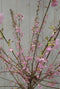 2 stuks! Prunus Okame struik 50 cm