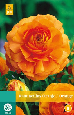 2 stuks Ranunculus Oranje 7 bollen
