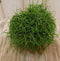 2 stuks! Rhipsalis cassutha