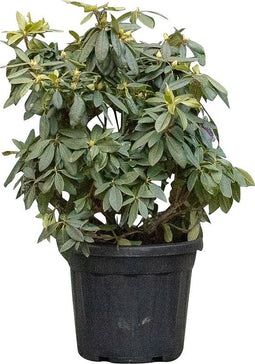 2 stuks! Rhododendron Azurro Rhododendron Azurro 70 cm