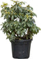 2 stuks! Rhododendron Azurro Rhododendron Azurro 70 cm