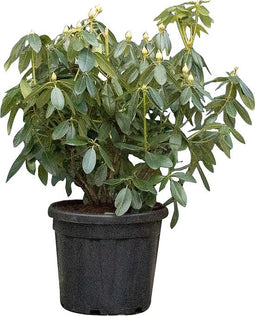 2 stuks! Rhododendron Catawbiense grandiflorum Rhododendron Catawbi...