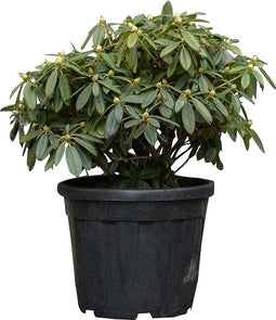 2 stuks! Rhododendron Percy wiseman Rhododendron Percy wiseman 55 cm