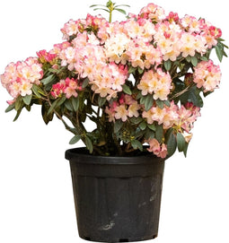 2 stuks! Rhododendron Percy wiseman Rhododendron Percy wiseman 65 cm