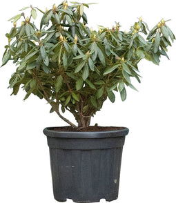 2 stuks! Rhododendron Roseum elegans Rhododendron Roseum elegans 75 cm