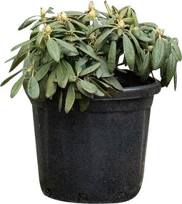 2 stuks! Rhododendron Silberwolke Rhododendron Silberwolke 55 cm