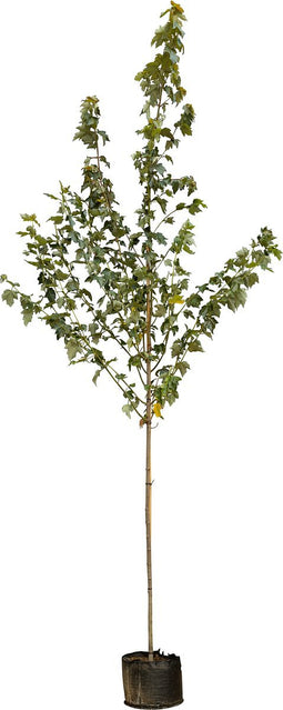 2 stuks! Rode esdoorn Red sunset Acer rubrum Red sunset 250 cm