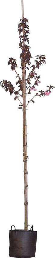 2 stuks! Rode Japanse sierkers prunus serrulata Royal Burgundy h 25...