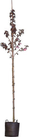 2 stuks! Rode Japanse sierkers prunus serrulata Royal Burgundy h 25...