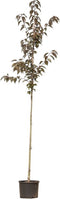 2 stuks! Rode Japanse sierkers prunus serrulata Royal Burgundy h 25...