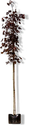 2 stuks! Roodbladige Noorse esdoorn Acer pl. Royal Red h 250 cm st....