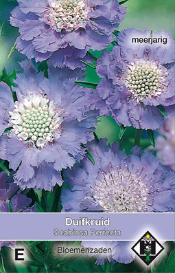 2 stuks Scabiosa caucasia PerfectaVan Hemert & Co