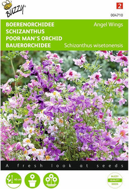 2 stuks Schizanthus, Boerenorchidee Angel Wings