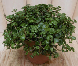 2 stuks! Sedum tornado