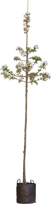 2 stuks! Sierappel red sentinel malus Red Sentinel h 250 cm st. omt...