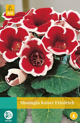 2 stuks Sinningia Kaiser Friedrich 1 bol