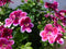 2 stuks! spaanse geranium donker roze eenjarige plant