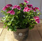 2 stuks! spaanse geranium donker roze eenjarige plant