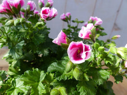 2 stuks! spaanse geranium roze eenjarige plant