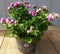 2 stuks! spaanse geranium roze eenjarige plant
