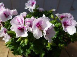 2 stuks! spaanse geranium wit eenjarige plant