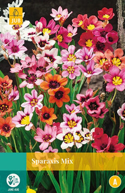 2 stuks Sparaxis Mix 20 bollen