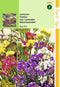 2 stuks Statice Sinuata Pacific Gemengd