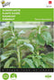 2 stuks Stevia, Suikerplantje of Honingkruid Zaden