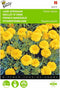 2 stuks Tagetes, lage Afrikaan Petite Yellow