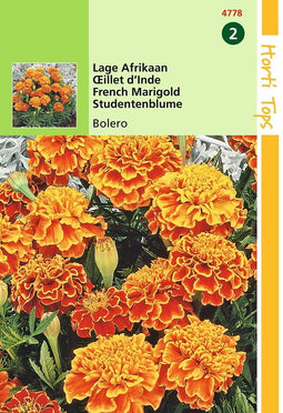 2 stuks Tagetes Patula Nana Bolero