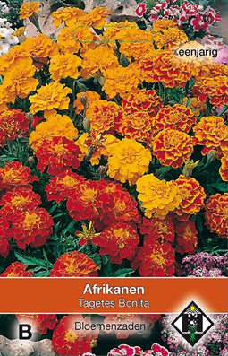 2 stuks Tagetes patula nana BonitaVan Hemert & Co