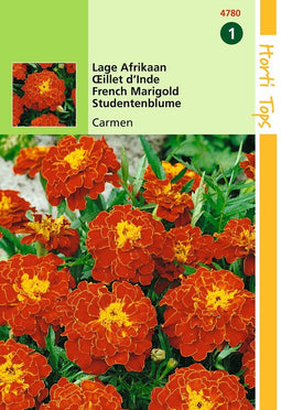 2 stuks Tagetes Patula Nana Carmen