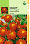 2 stuks Tagetes Patula Nana Carmen