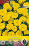 2 stuks Tagetes patula nana Lemon DropVan Hemert & Co