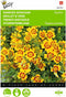 2 stuks Tagetes, randjes Afrikaan Starfire