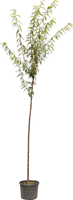 2 stuks! Tibetaanse sierkers Prunus serrula 250 cm