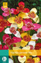 2 stuks Tigridia Pavonia Mix 7 bollen