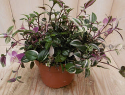 2 stuks! Tradescantia