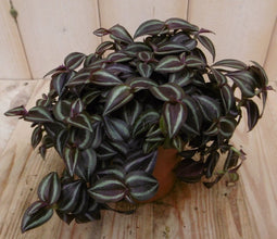 2 stuks! Tradescantia Zebrina
