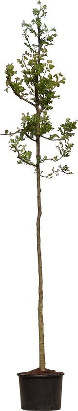 2 stuks! Valse Christusdoorn Gleditsia triac. Inermis h 250 cm st....