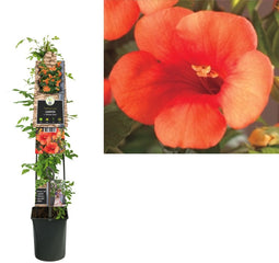 2 stuks - Van der starre - Klimplant Campsis t. Madame Galen 120 cm